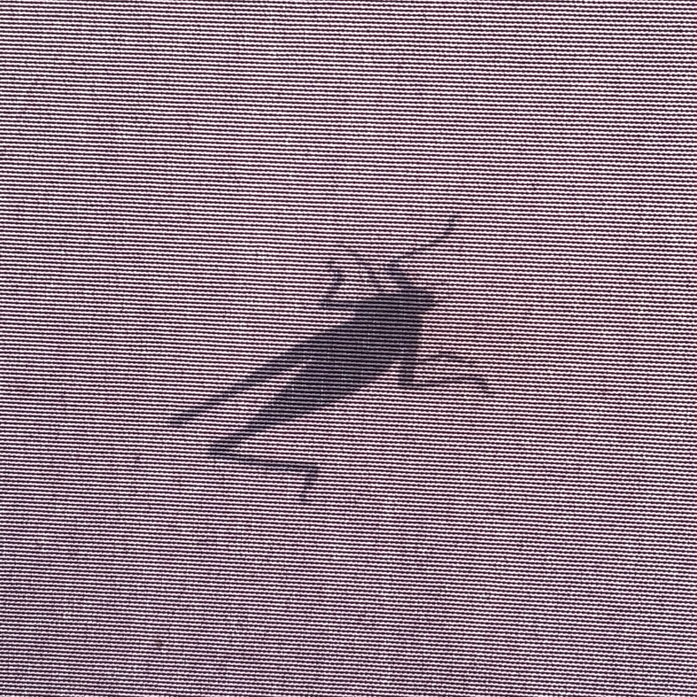 SALTAMONTES