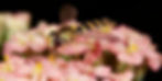 A hoverfly sits on pink yarrow flowers and eagerly sucks nectar