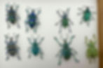 Eight weevils of different Eupholus species can be seen on a white foam surface, each with a different color pattern of iridescent blue and green tones with contrasting black