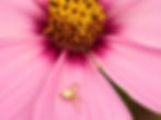 A small white crab spider sits on the petals of a pink cosmea flower