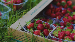 Tveita_Gardsmat_home_page (3)