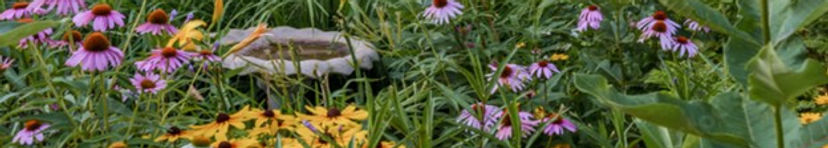 native garden.jpg