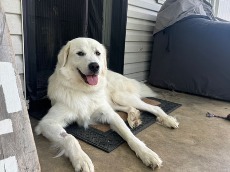 Foster Dog Great Pyrenees