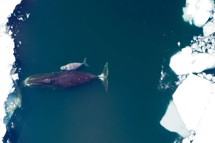     Bowhead whale with her calf in the ANWR