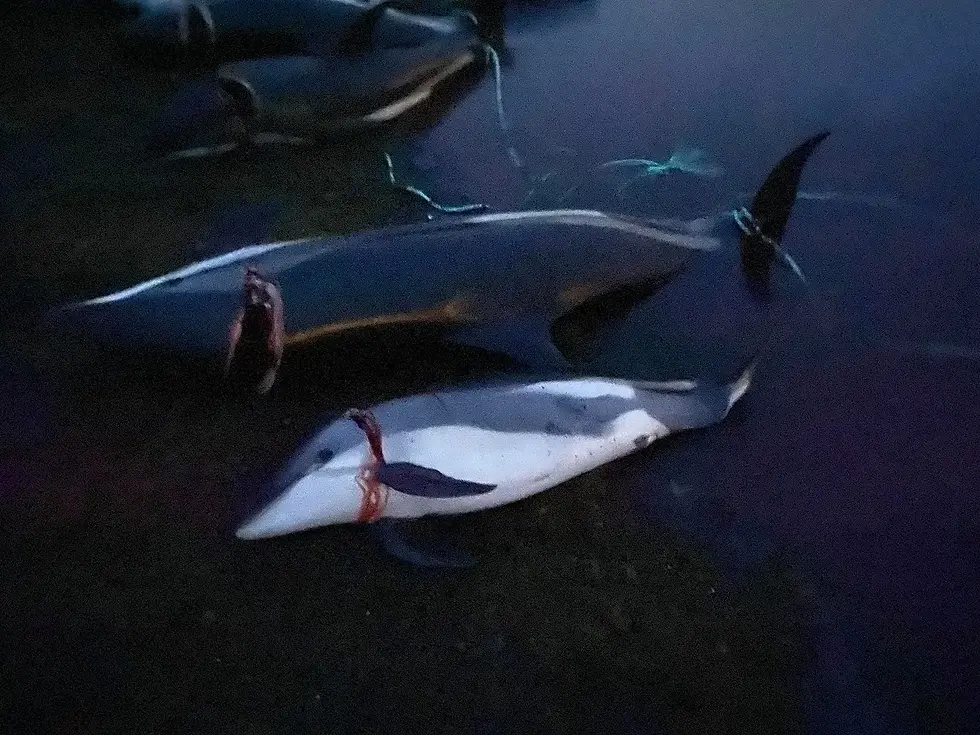 An adult dolphin and a calf, after being killed.
