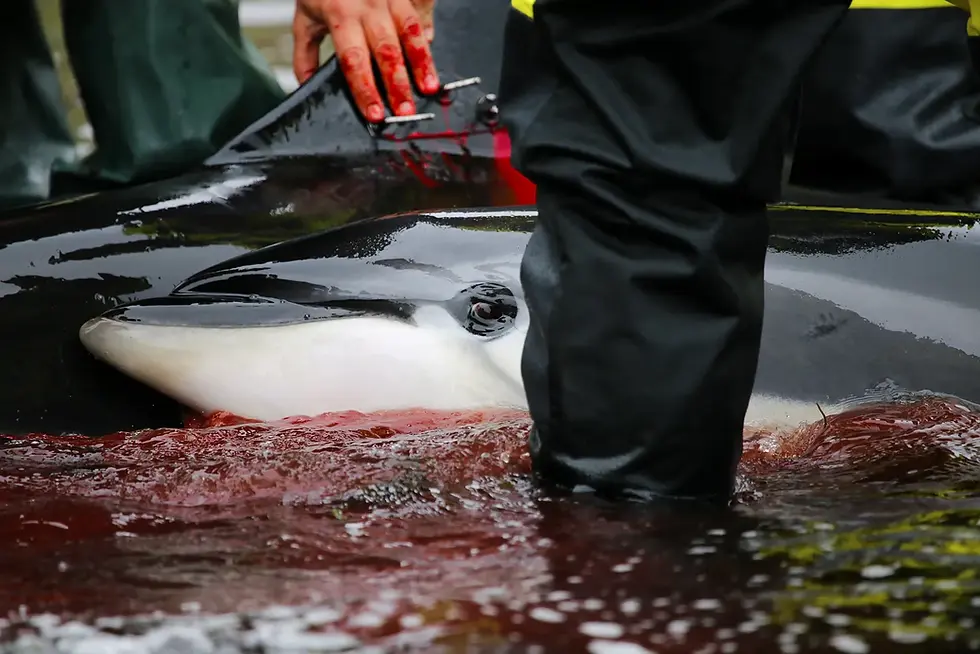 A dolphin looking at their killer before dying