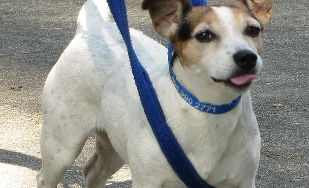 tellington ttouch harness & leash