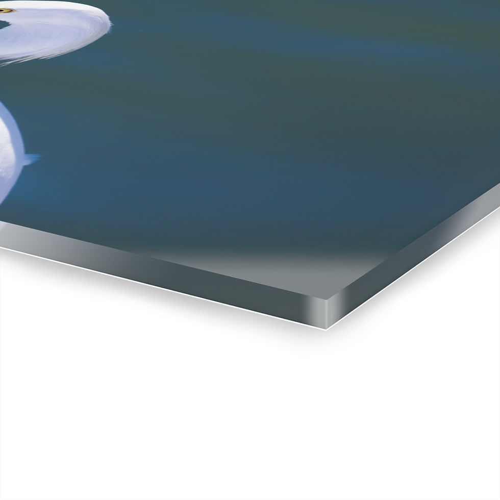 Thumbnail: Snowy Egret 