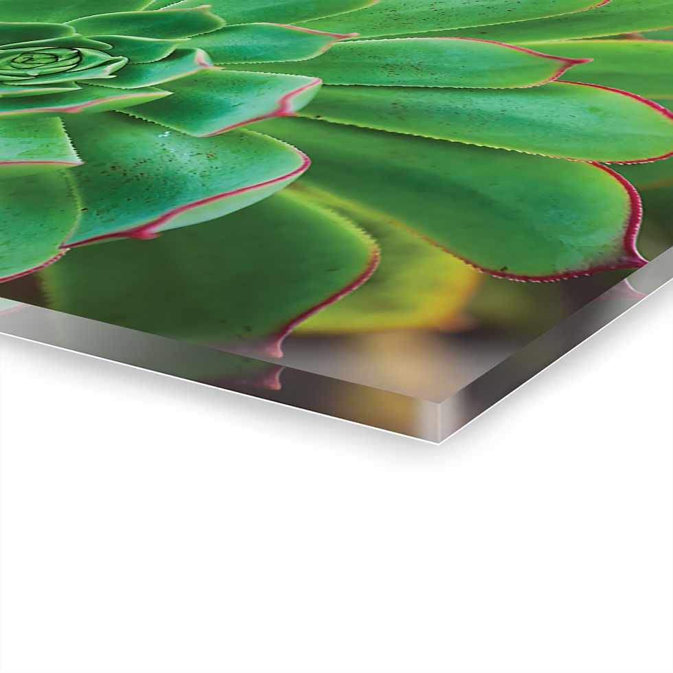 Thumbnail: Cactus Blossom 