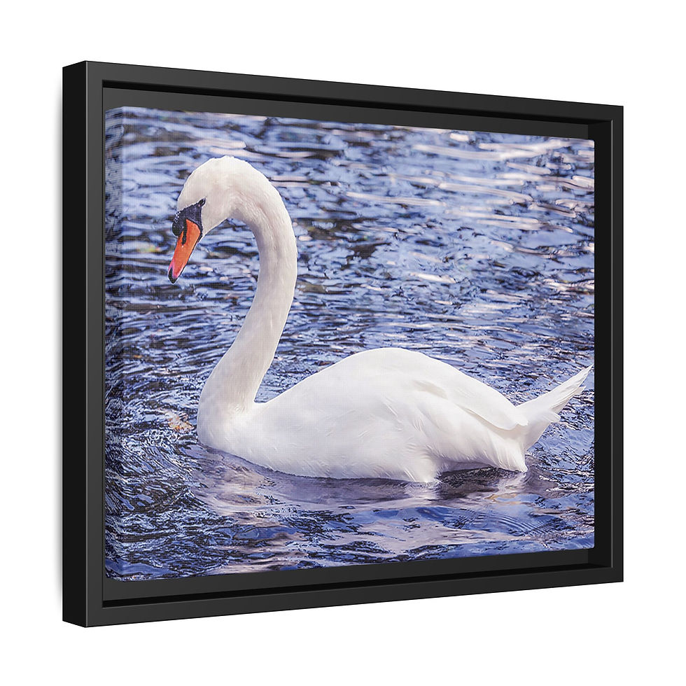 Thumbnail: White Swan 