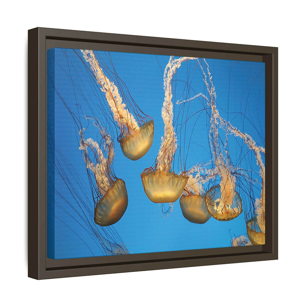 Thumbnail: Pacific Nettle Jellyfish 