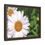 Thumbnail: Daisy Blossom