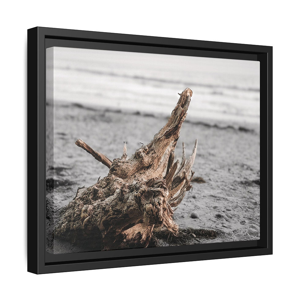 Thumbnail: Coastal Driftwood 