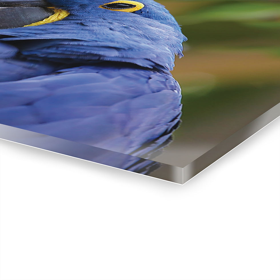 Thumbnail: Macaw Parrot 