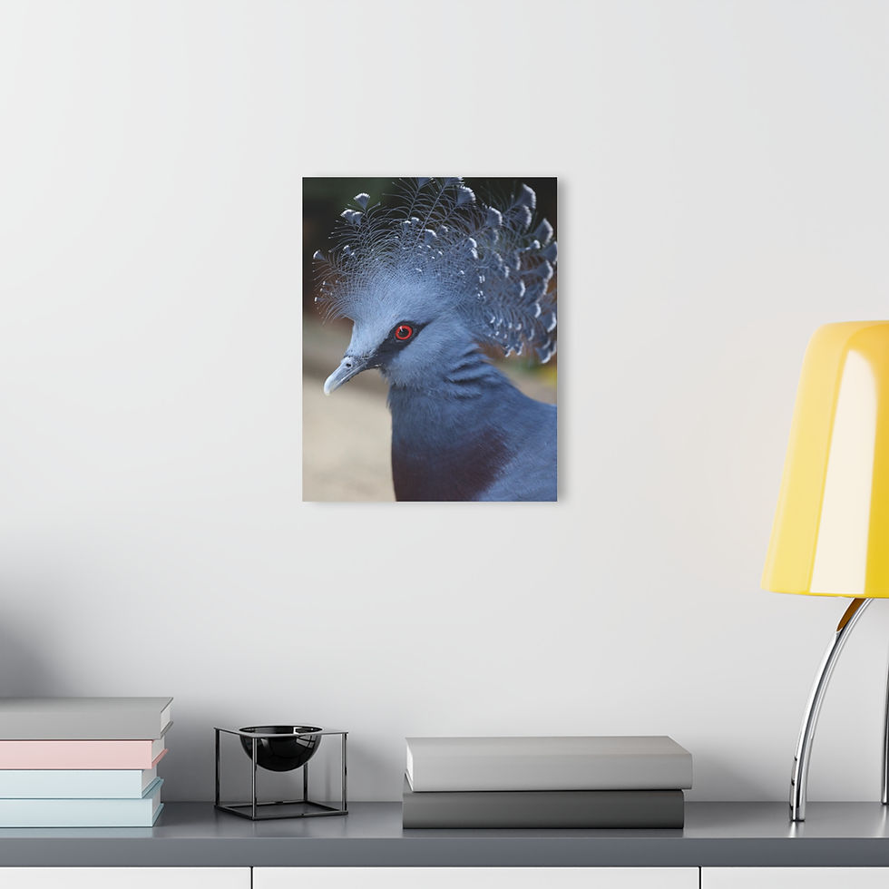 Thumbnail: Victoria Crowned Pigeon 