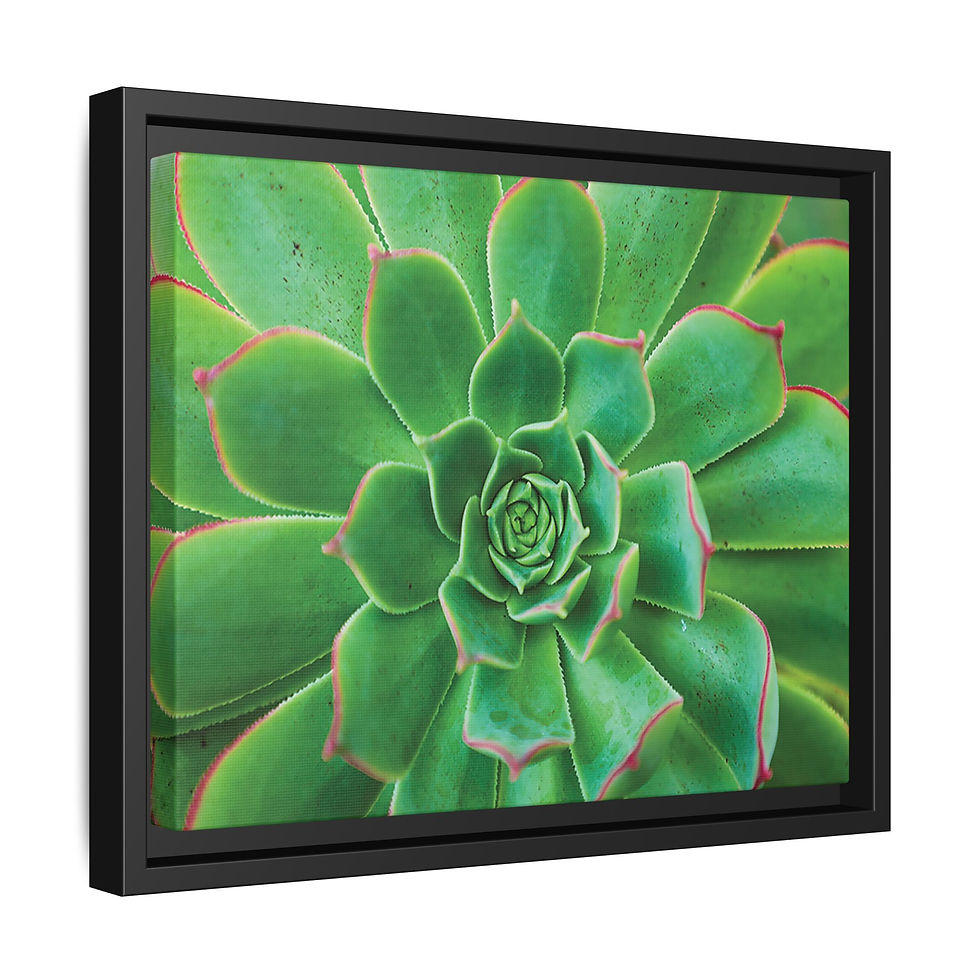 Thumbnail: Cactus Blossom