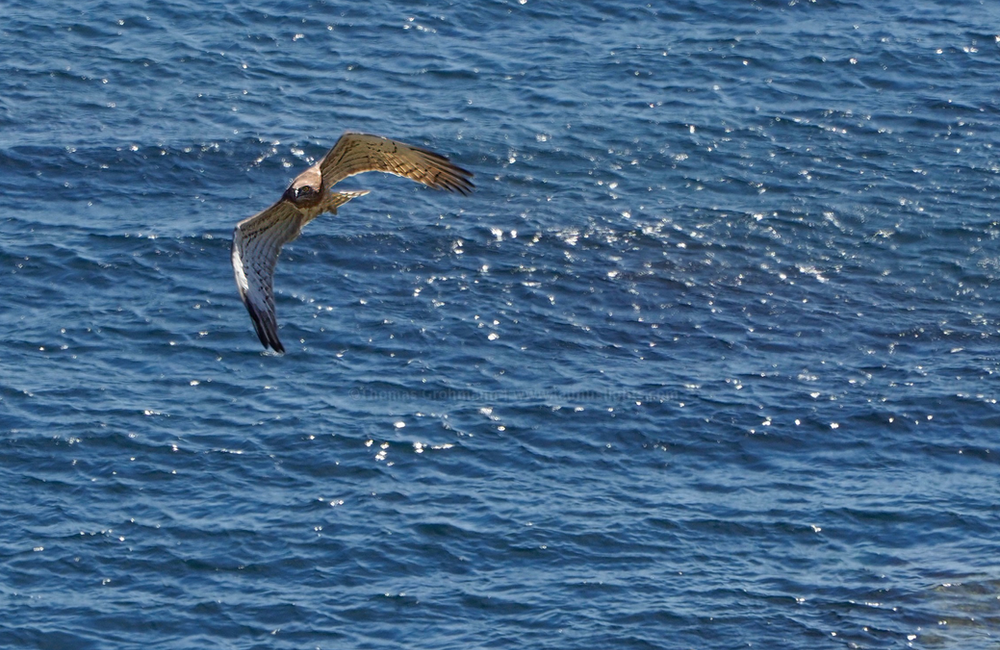 Migration of the Raptors - Bird migration at the Strait of Gibraltar ...