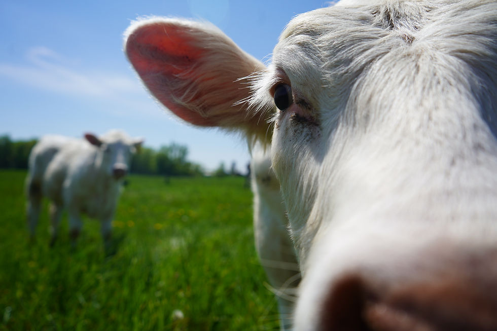Webinar: Meat-Processing Deserts