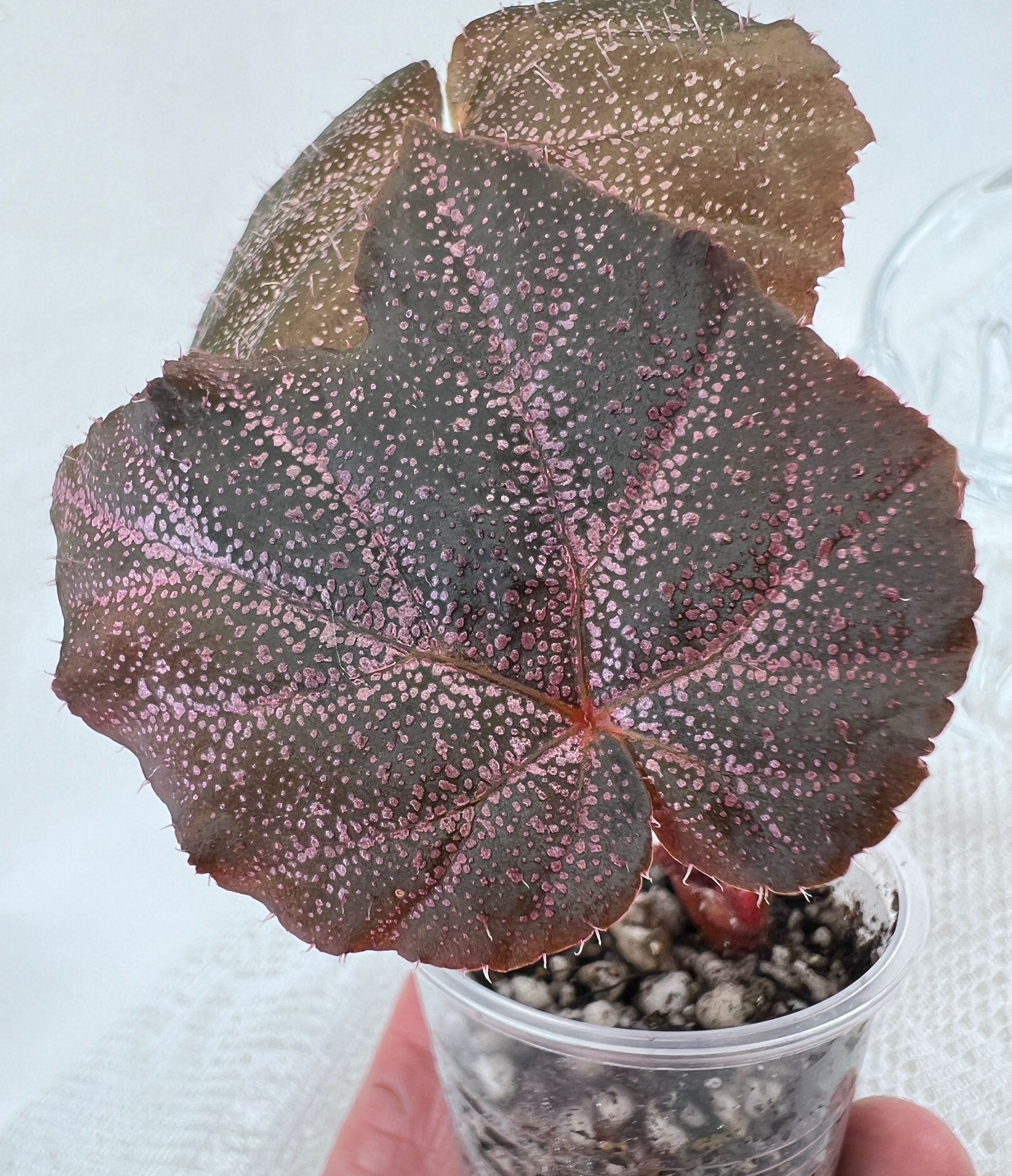 Begonia Robin 