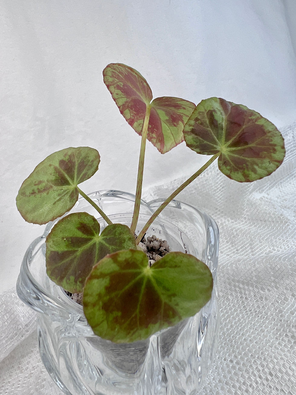Thumbnail: Begonia Burkilli ‘Silver Edge’