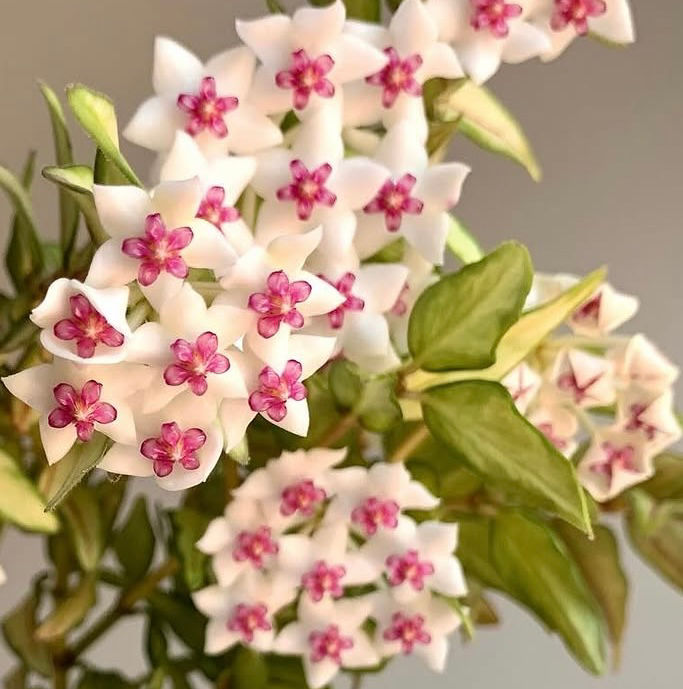 Thumbnail: Hoya Bella ‘Luis Bois’ (Inner Variegated) 