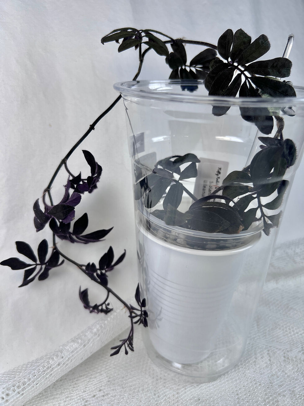 Thumbnail: Solanum Uleanum
