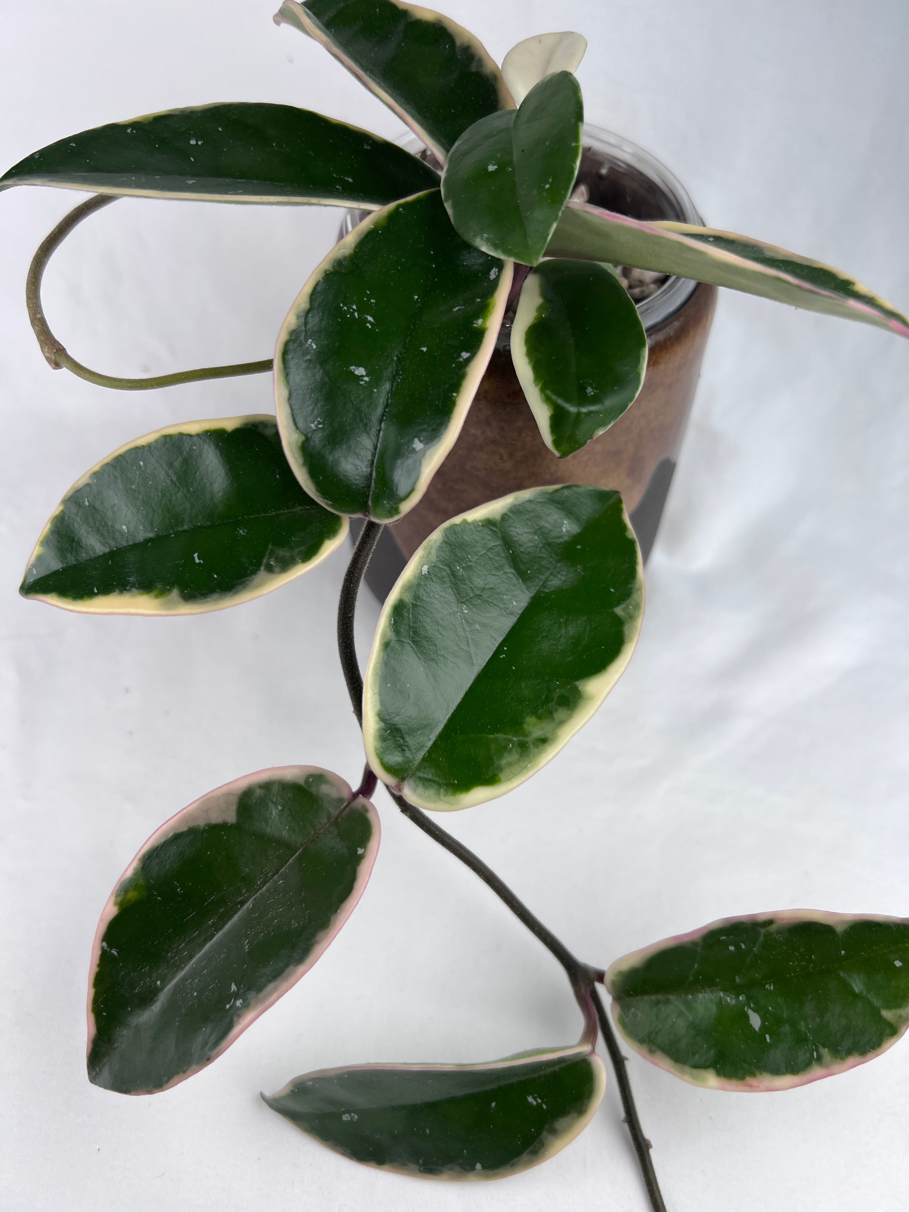 Hoya Carnosa Krimson Queen