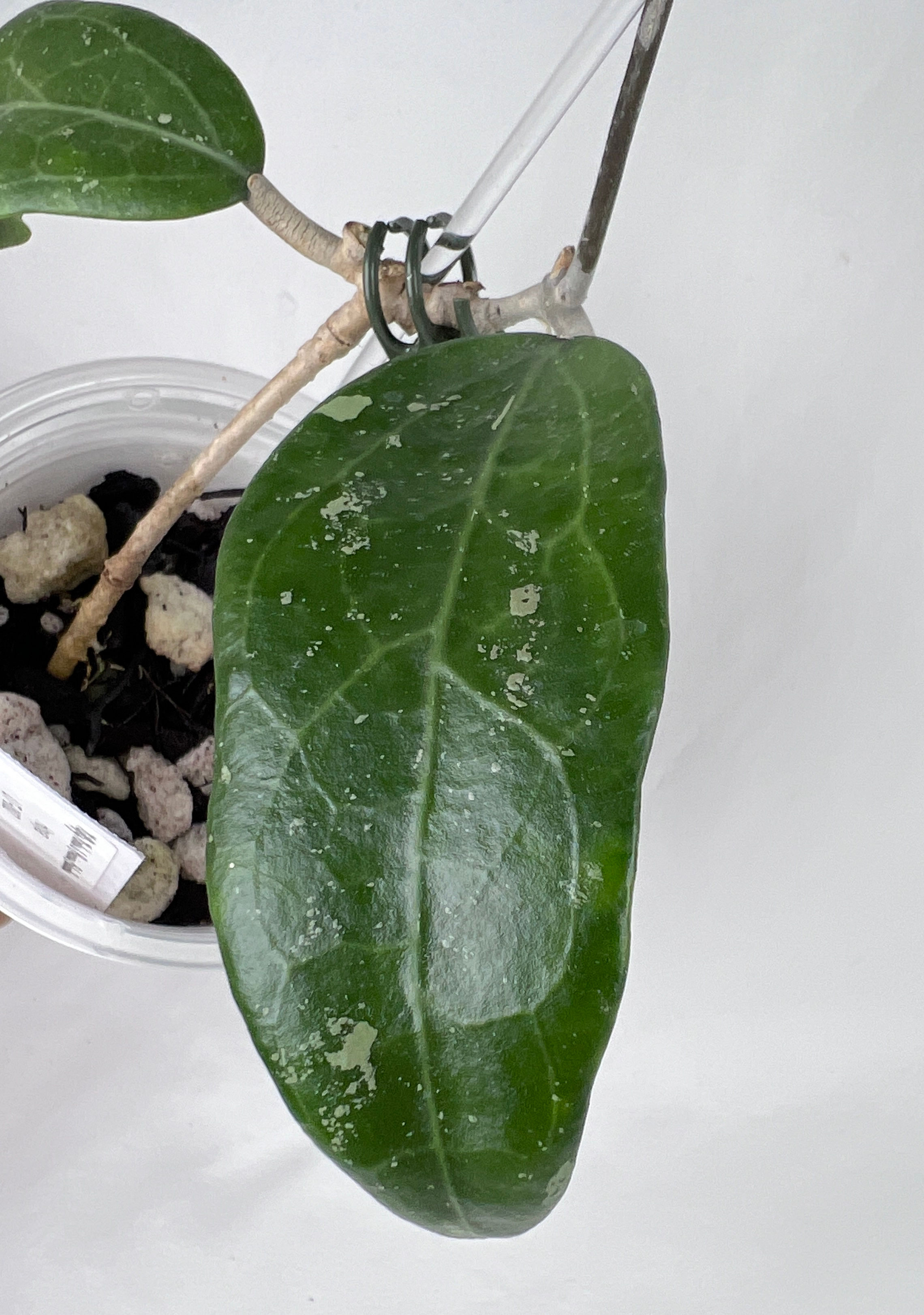 Hoya UT-002