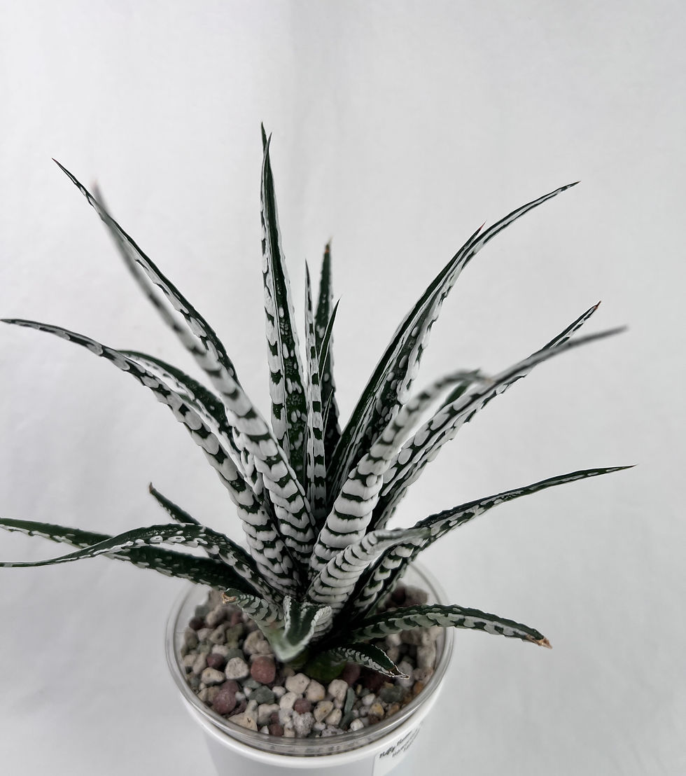 Thumbnail: Haworthia ‘Attenuata Fasciata Alba’