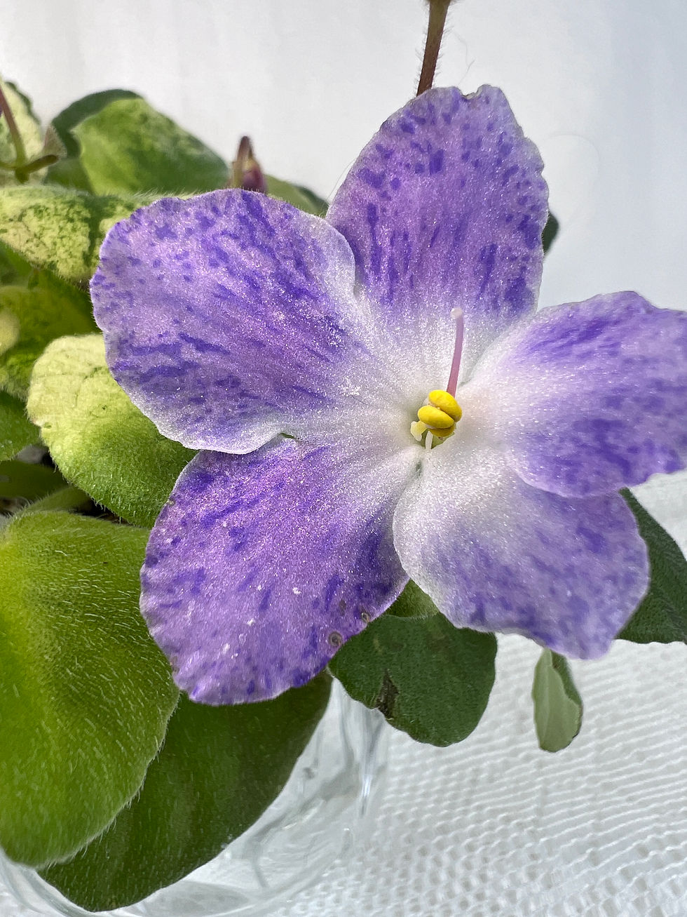 Thumbnail: African Violet - L-Pansy