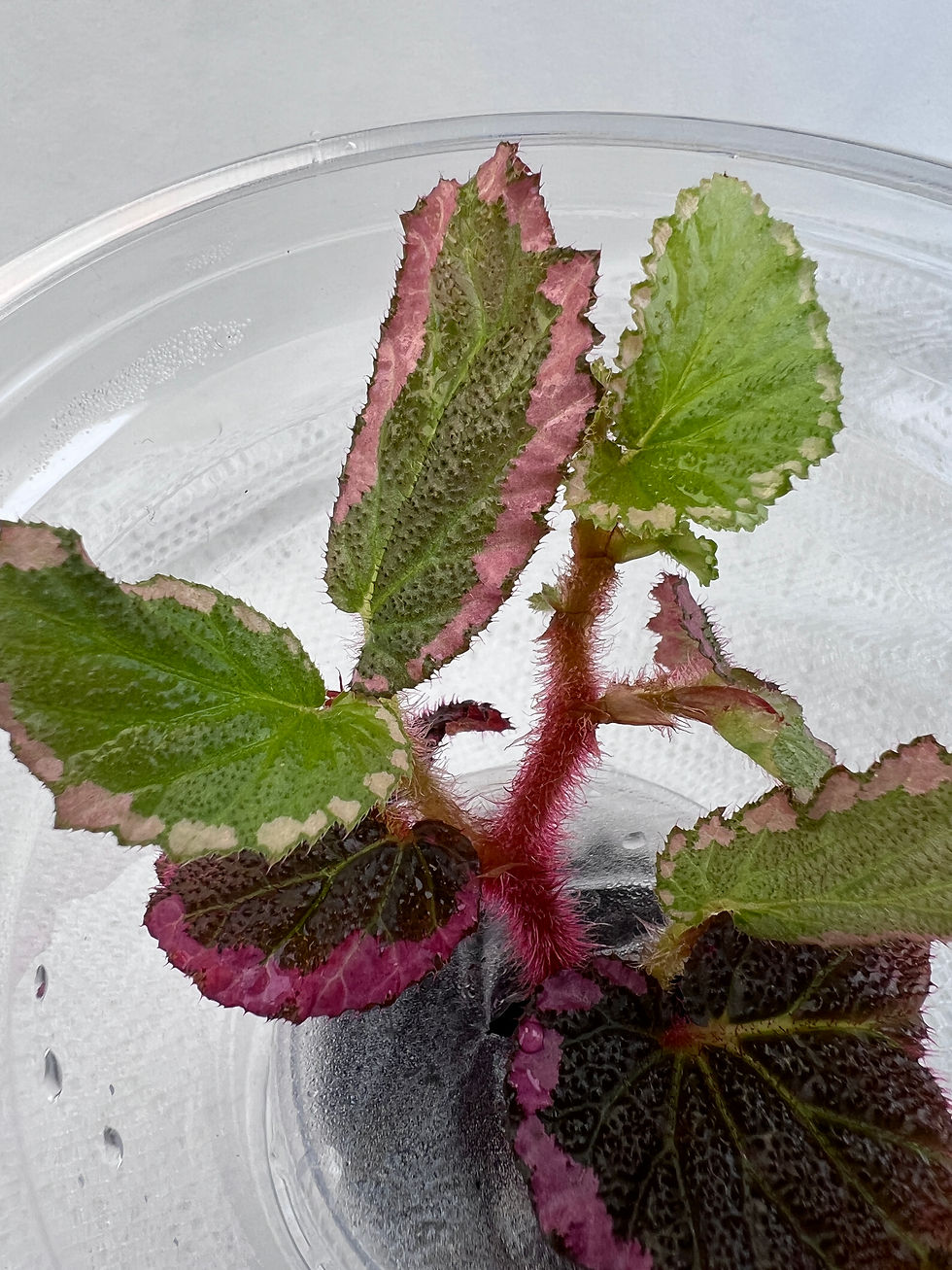 Thumbnail: Begonia Fulvovillosa (U012)