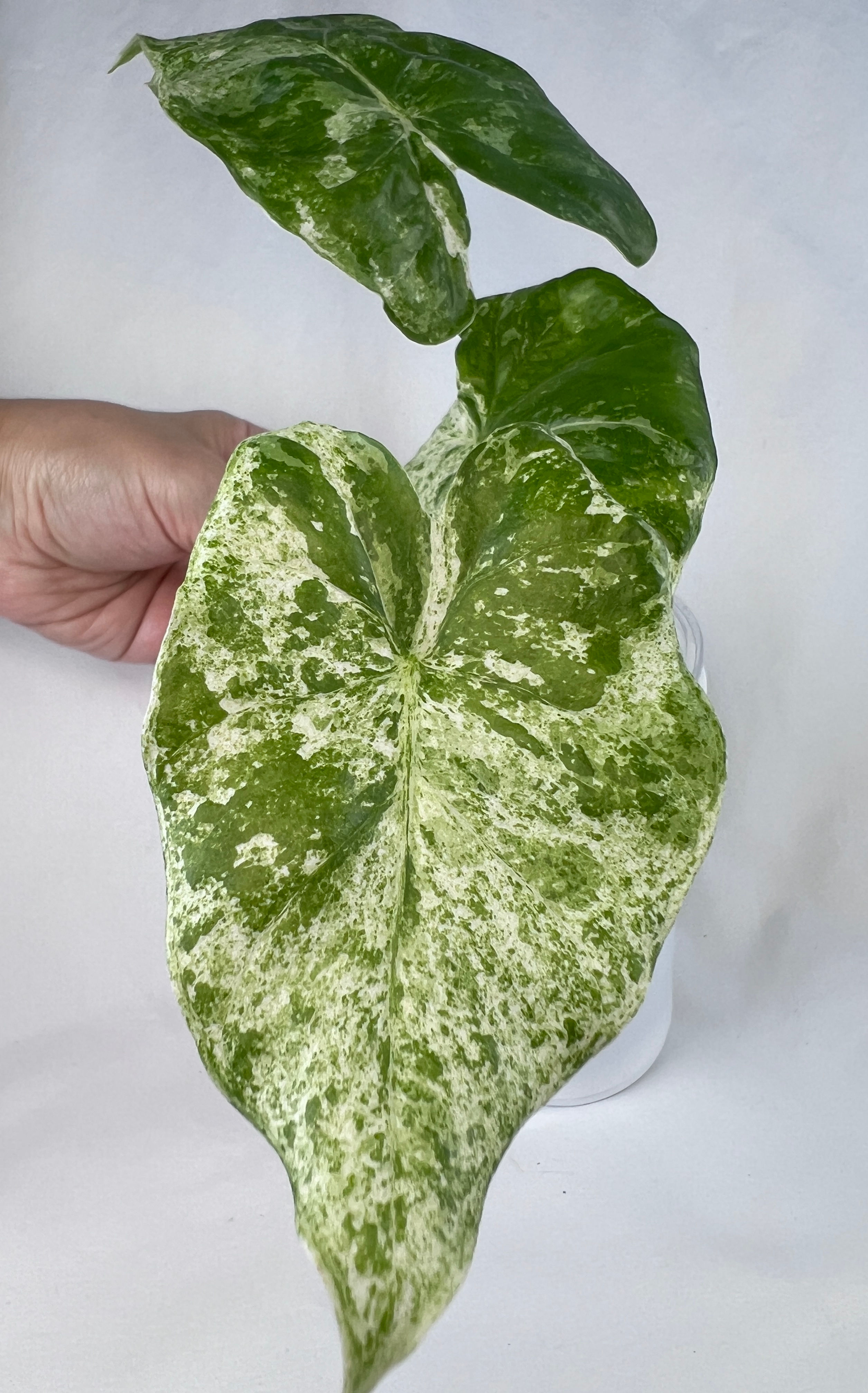 Alocasia Macrorrhiza ‘Camouflage’ Variegata (Odora Batik Variegated)