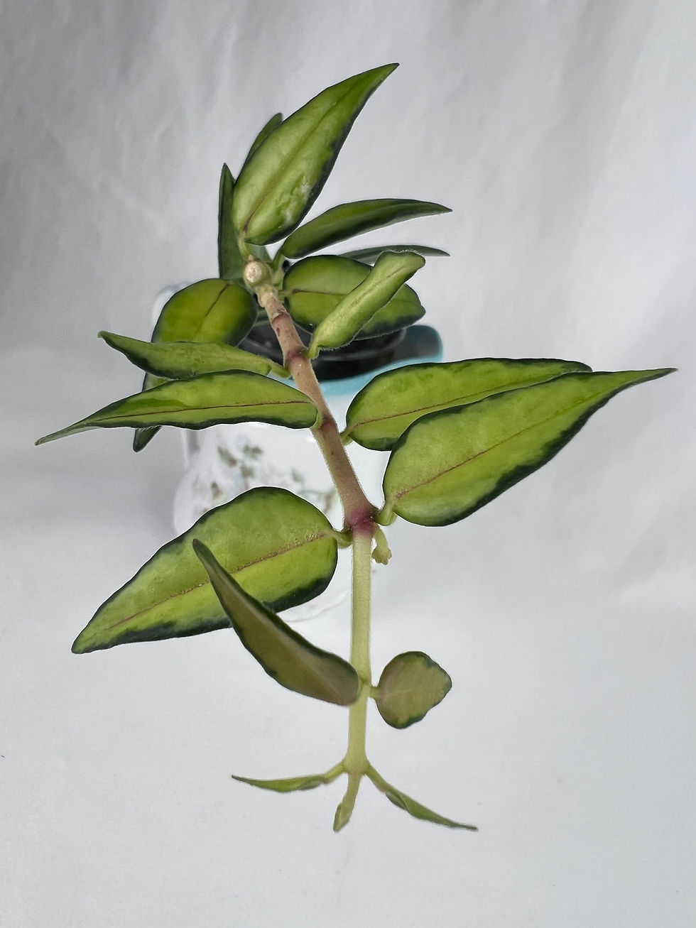 Thumbnail: Hoya Bella ‘Luis Bois’ (Inner Variegated) 