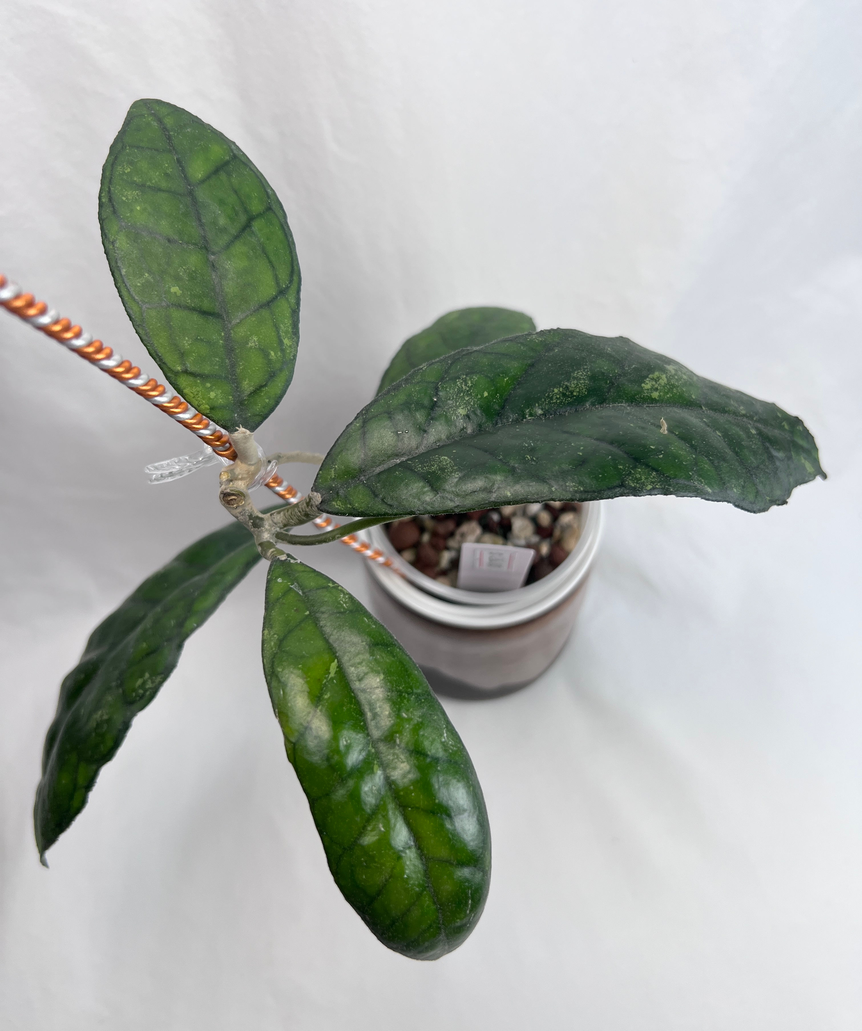 Hoya Finlaysonii 