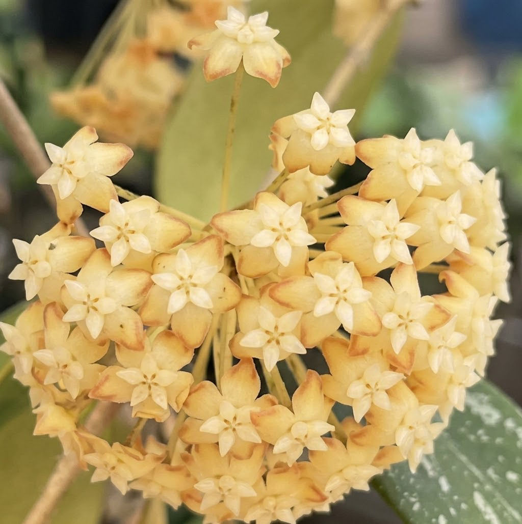 Hoya Incrassata Moon Shadow (Inner Variegated)