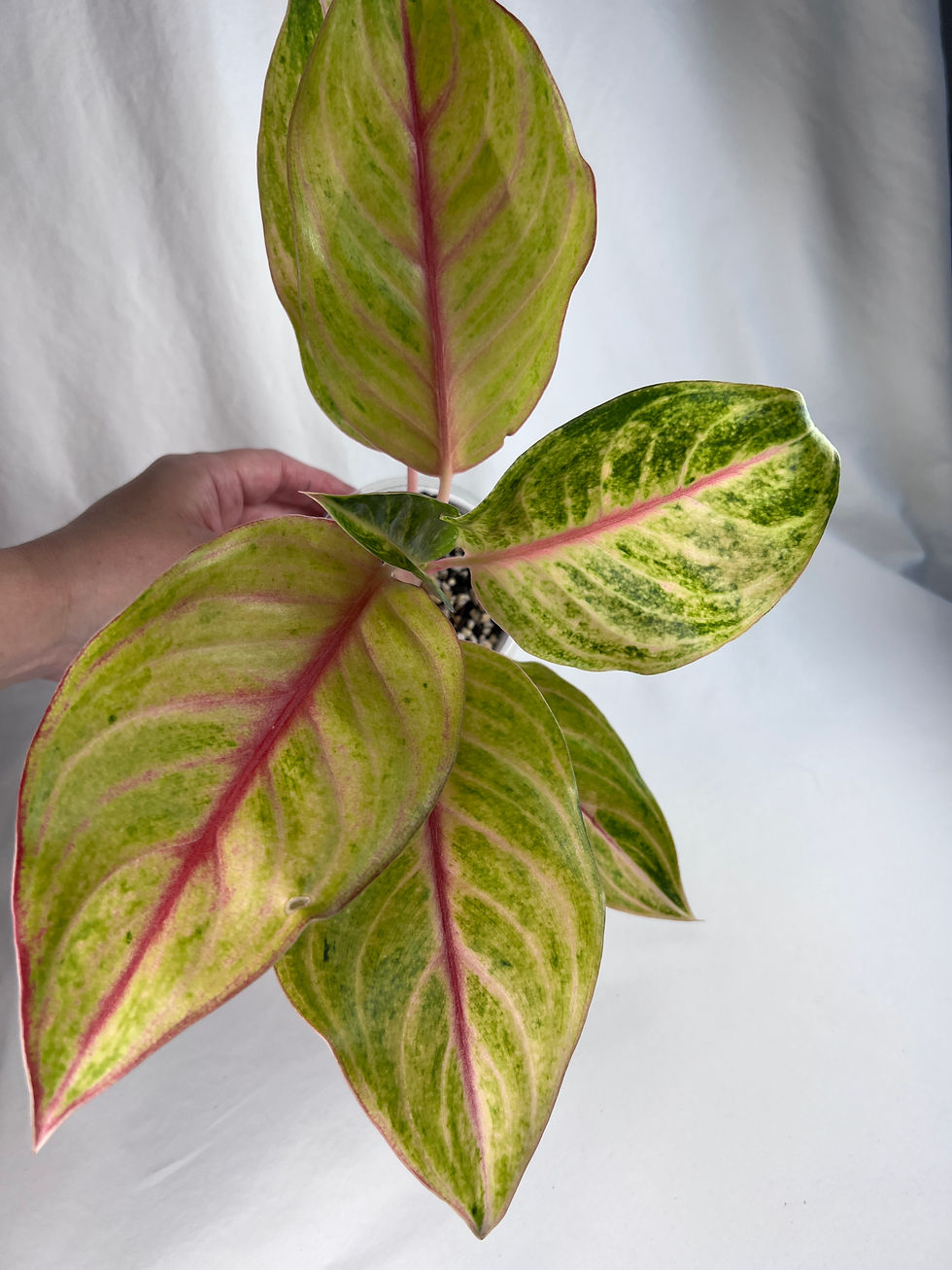 Thumbnail: Aglaonema Golden Papaya