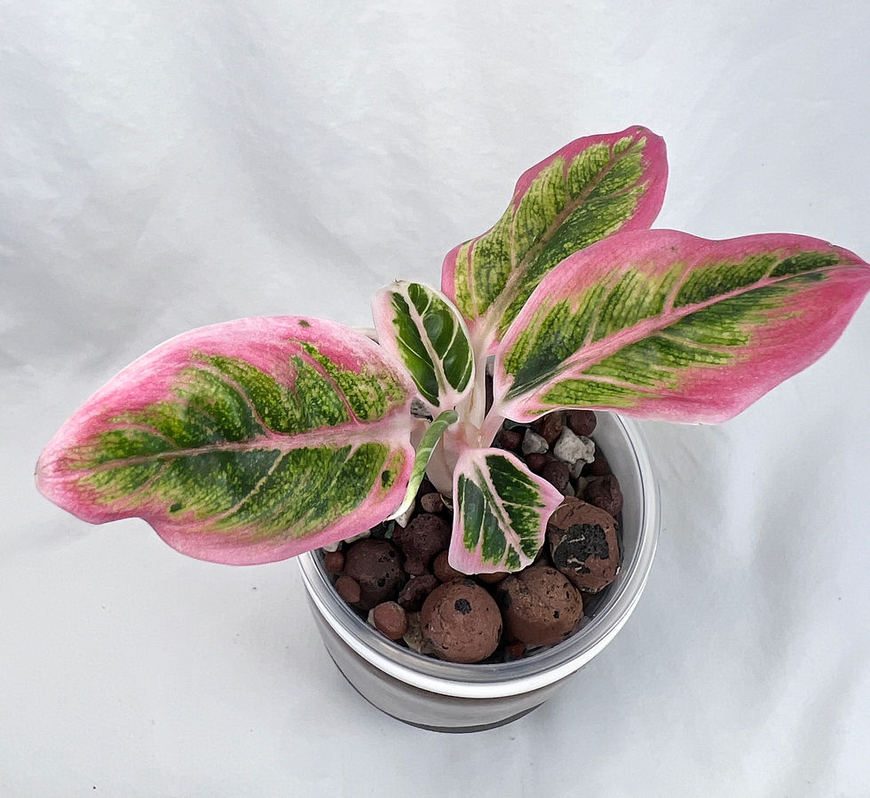 Thumbnail: Aglaonema Lotus Delight