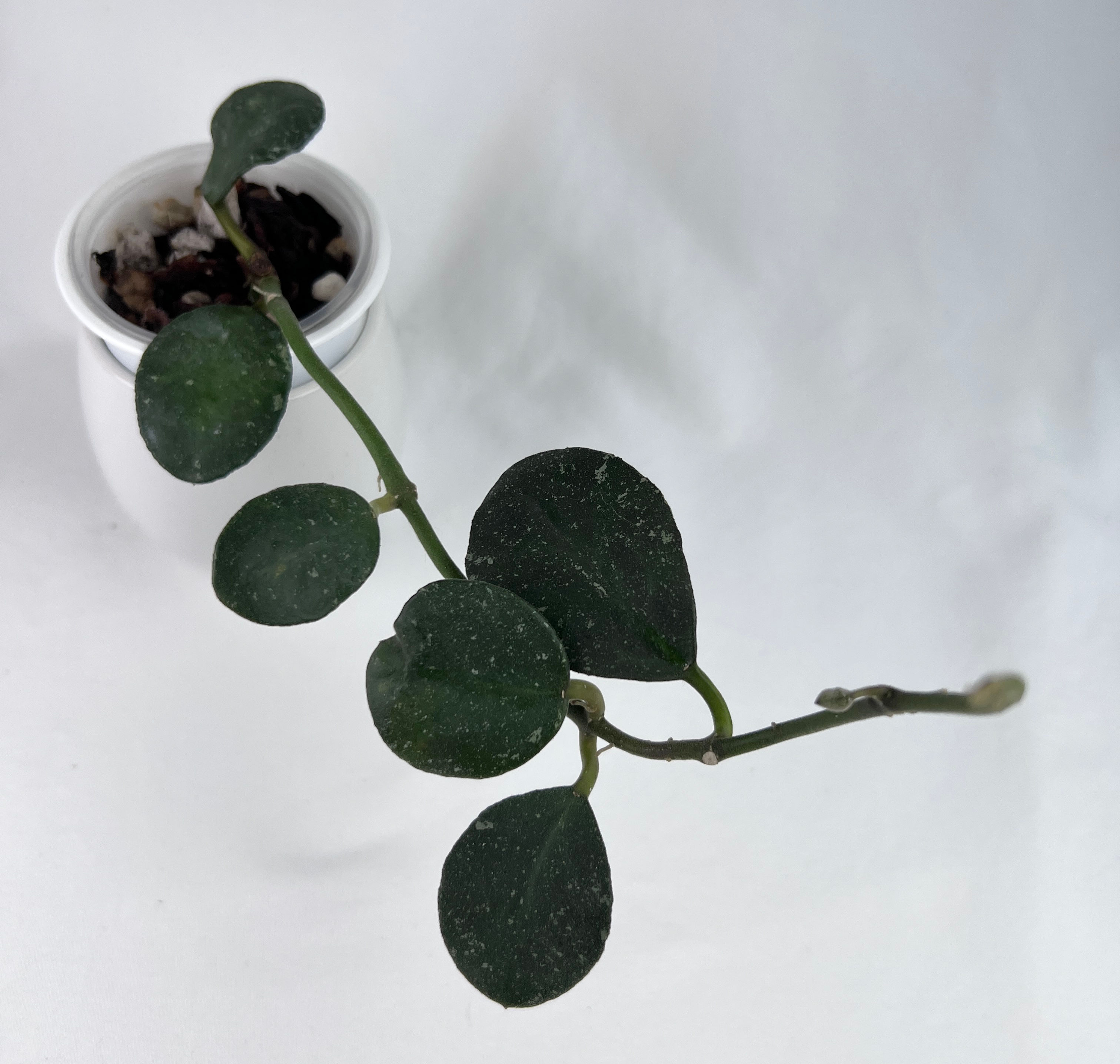 Hoya Waymaniae ‘Small Leaf’