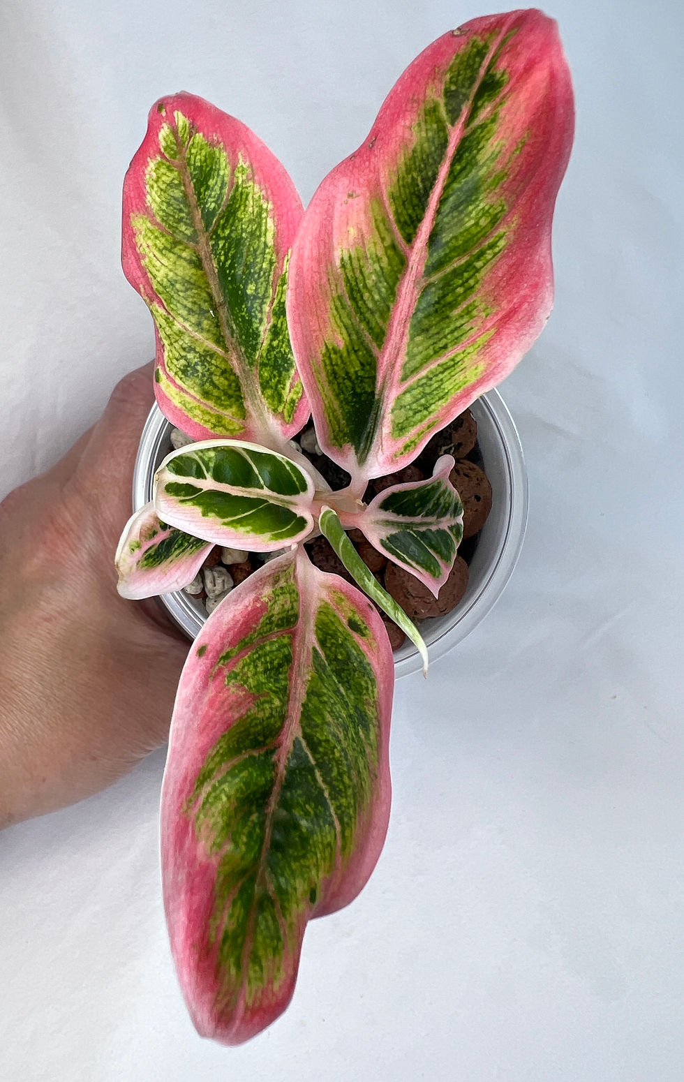 Thumbnail: Aglaonema Lotus Delight