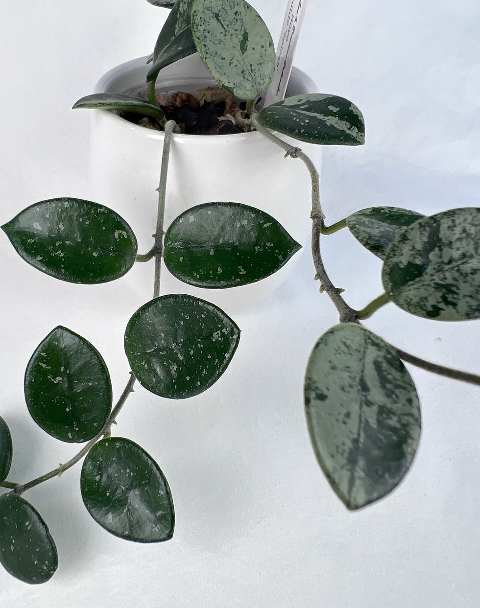Thumbnail: Hoya Mathilde ‘Splash”