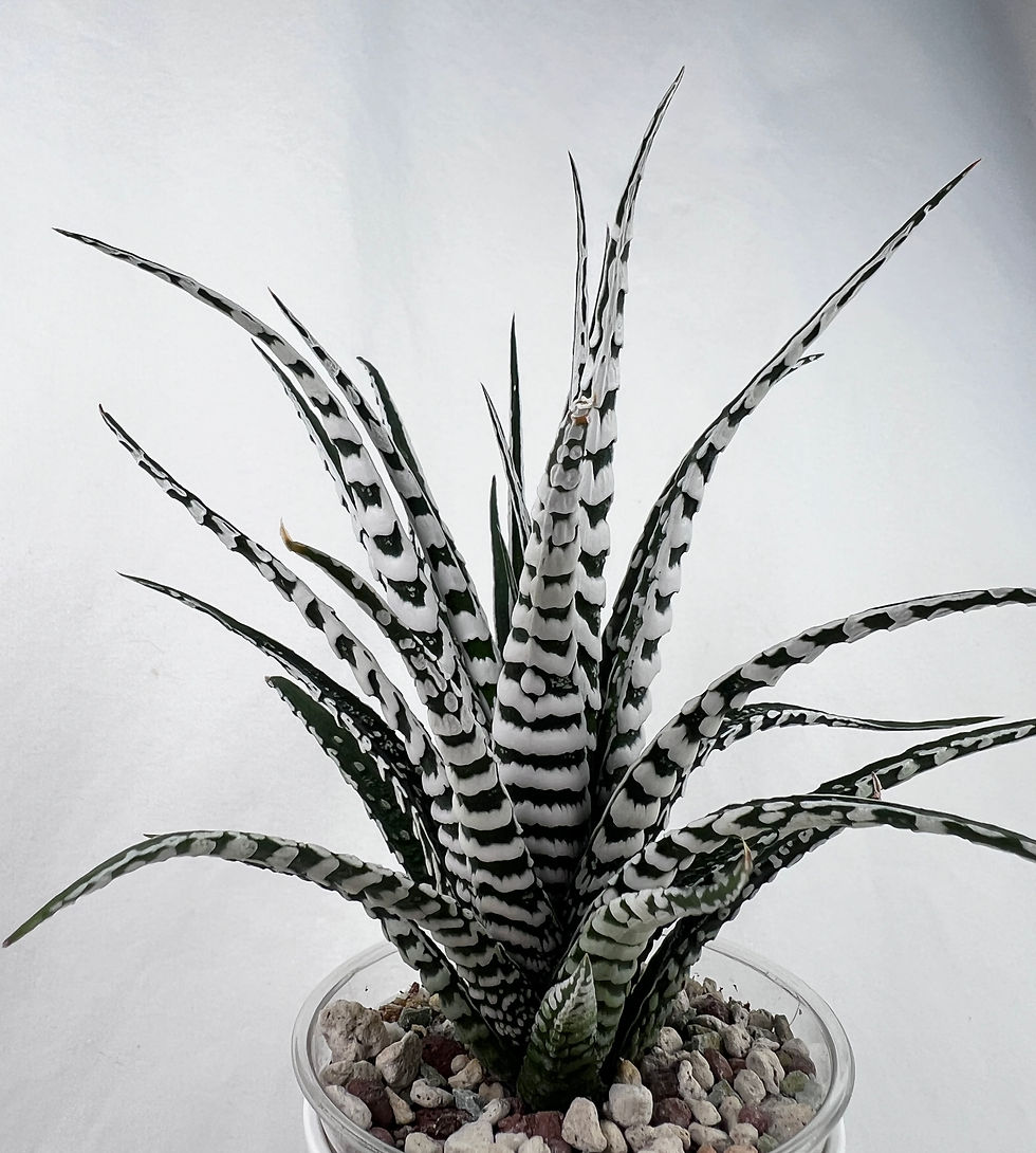 Thumbnail: Haworthia ‘Attenuata Fasciata Alba’