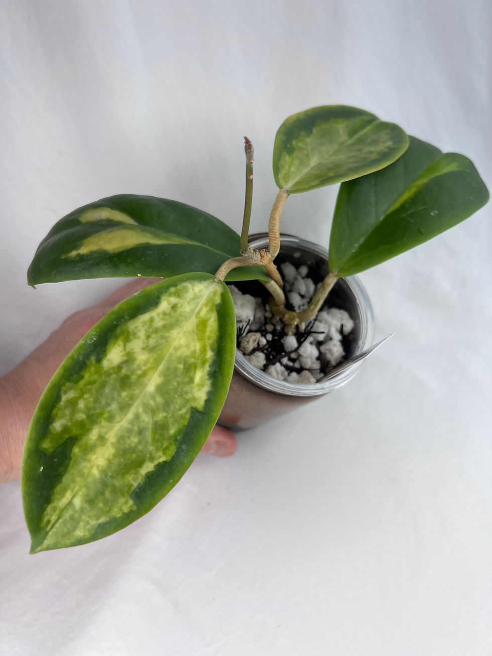 Thumbnail: Hoya Incrassata Moon Shadow (Inner Variegated)