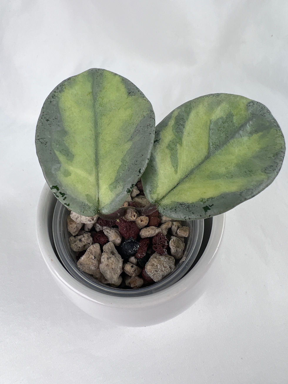 Thumbnail: Hoya Argentea Princess