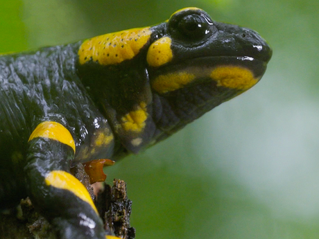 Fire salamander stock footage Austria. Austrian wildlife stock footage.