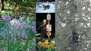 My Backyard Wildlife Habitat