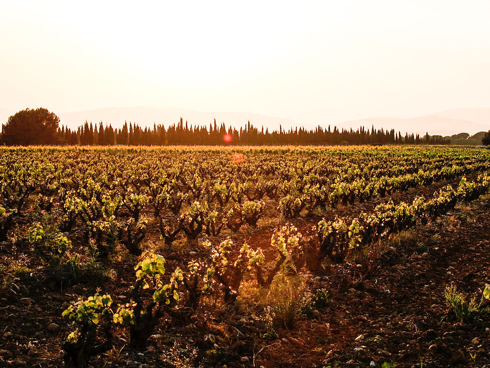 Soleil Vignes Chambres D h tes Salses Le Ch teau Perpignan Soleil Vignes Chambres D h tes Salses Le Ch teau Perpignan