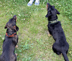 Axel & Alice
