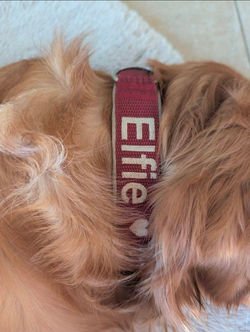 Elfie