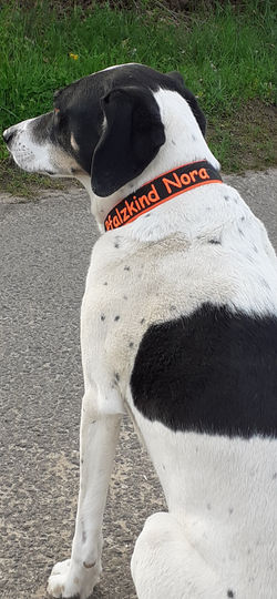 Nora