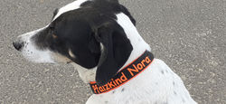 Nora